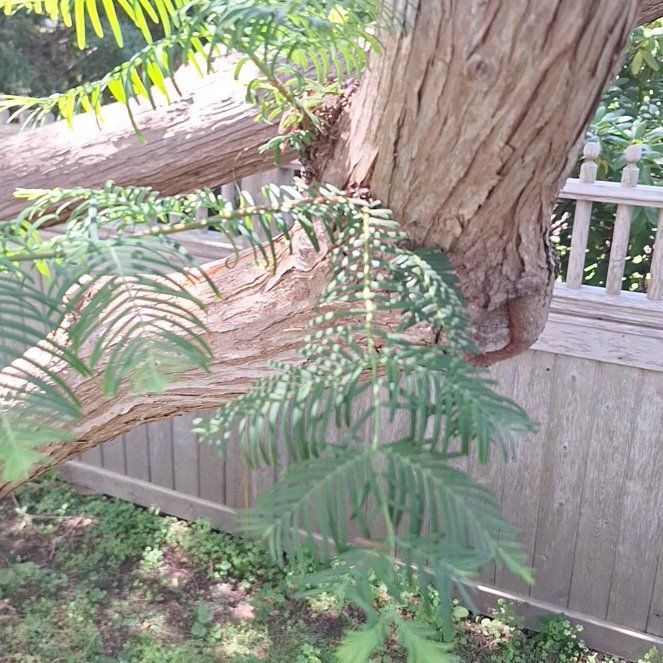 Photo of the plant species Dawn Redwood by @RealPoisonbulb named Osmo on Greg, the plant care app