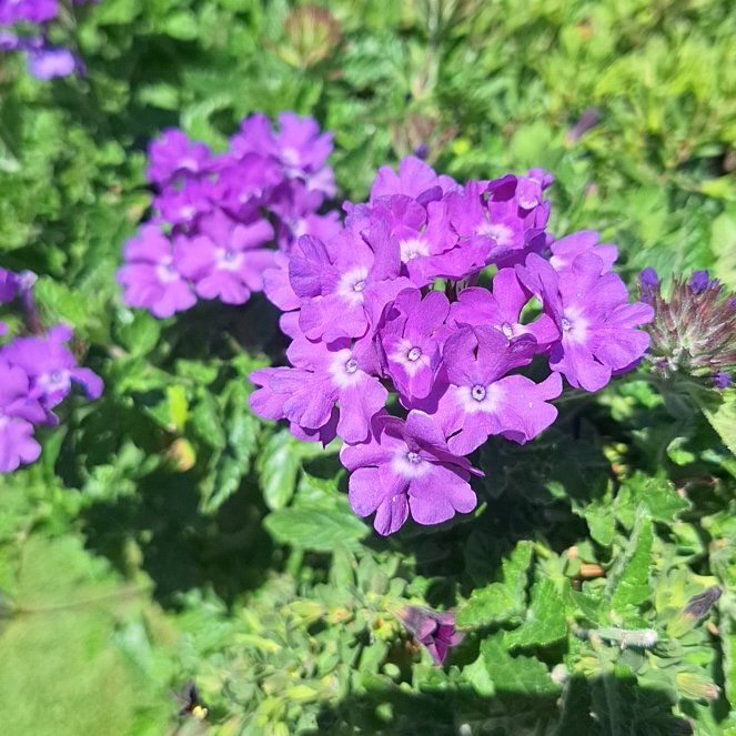 Photo of the plant species Slender Vervain by @RealPoisonbulb named Marley on Greg, the plant care app