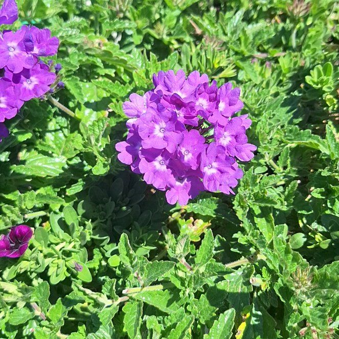 Photo of the plant species Slender Vervain by @RealPoisonbulb named James Dean on Greg, the plant care app