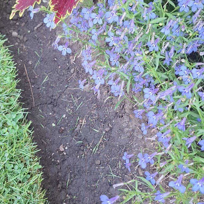 Photo of the plant species Edging Lobelia by @RealPoisonbulb named Luna on Greg, the plant care app