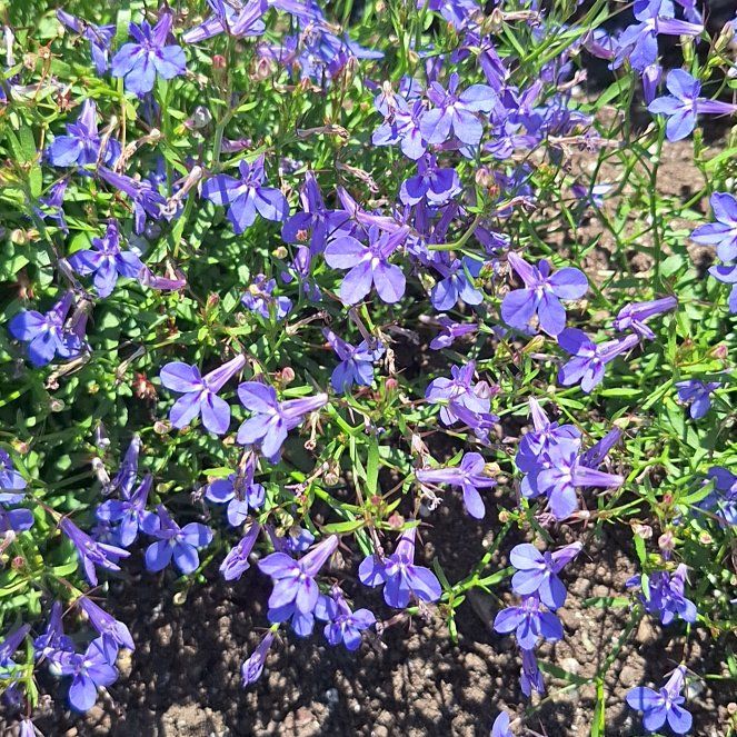 Photo of the plant species Edging Lobelia by @RealPoisonbulb named Tolkien on Greg, the plant care app