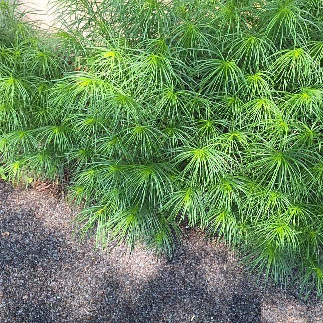 Photo of the plant species Yellow Oleander by @RealPoisonbulb named Clooney on Greg, the plant care app