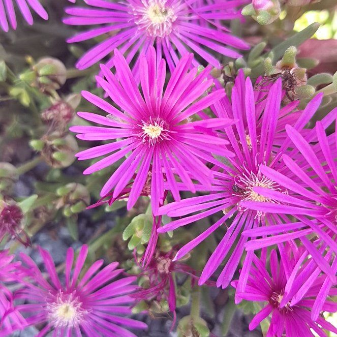 Photo of the plant species Drosanthemum Floribundum by @RealPoisonbulb named Bruce Lee on Greg, the plant care app