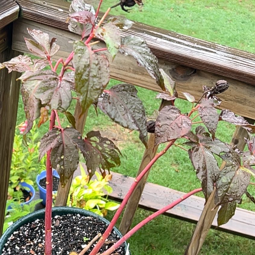 Photo of the plant species Swamp Rose Mallow by @ChiefOvalsedge named Achilles on Greg, the plant care app