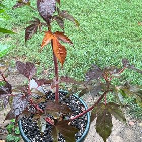 Photo of the plant species Swamp Rose Mallow by @ChiefOvalsedge named Orlando Bloom on Greg, the plant care app