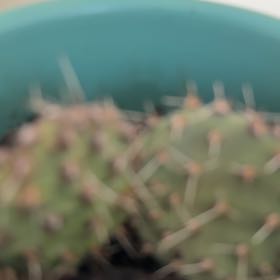 Photo of the plant species Brittle Prickly Pear by @HonestSeagrapes named Curie on Greg, the plant care app