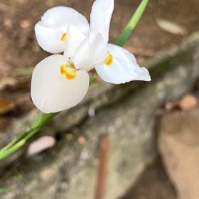 Photo of the plant species Iris by @GutsyDaisybush named Irene on Greg, the plant care app
