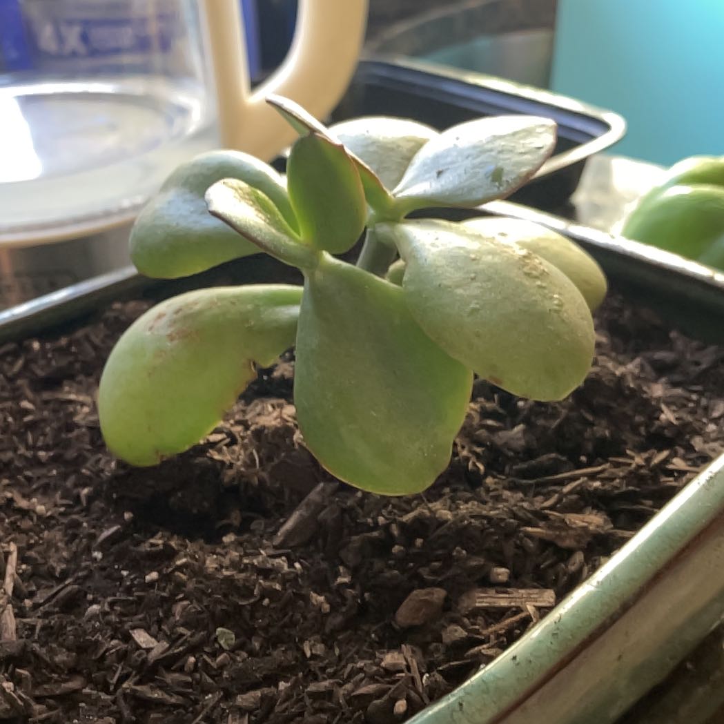 Photo of the plant species Jumbo Jade by @StrikingFeijoa named Forrest on Greg, the plant care app