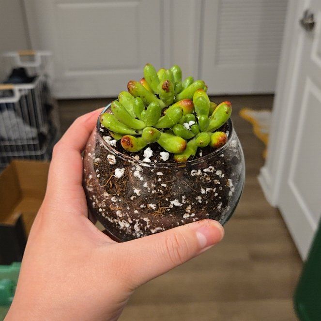 Photo of the plant species Sedum 'Salsa' by @CarterAndAlyssa named Gobi on Greg, the plant care app