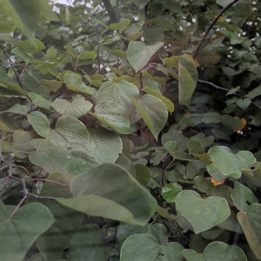 Photo of the plant species Eastern Redbud 'Ace of Hearts' by @TitanicGuapilla named Mochi on Greg, the plant care app