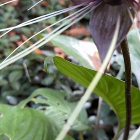 Photo of the plant species Red Trillium by @BossCrapemyrtle named Robert Plant on Greg, the plant care app