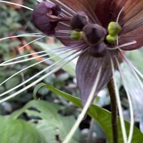 Photo of the plant species Red Trillium by @BossCrapemyrtle named Rihanna on Greg, the plant care app