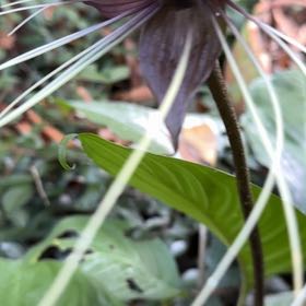 Photo of the plant species Jack in the Pulpit by @BossCrapemyrtle named Osmo on Greg, the plant care app