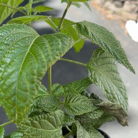 Photo of the plant species Anise-Scented Sage by @YokeDiscmayweed named Muhammad Ali on Greg, the plant care app