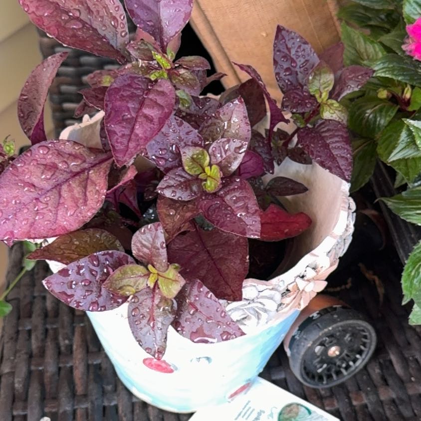 Photo of the plant species Metal Weed by @YokeDiscmayweed named Diana on Greg, the plant care app