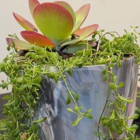 Photo of the plant species Stringy Stonecrop by @YokeDiscmayweed named Bieber on Greg, the plant care app