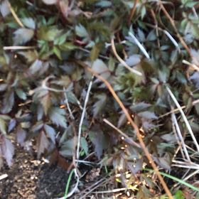 Photo of the plant species Southern Dewberry by @YokeRedcap64 named Sonora on Greg, the plant care app