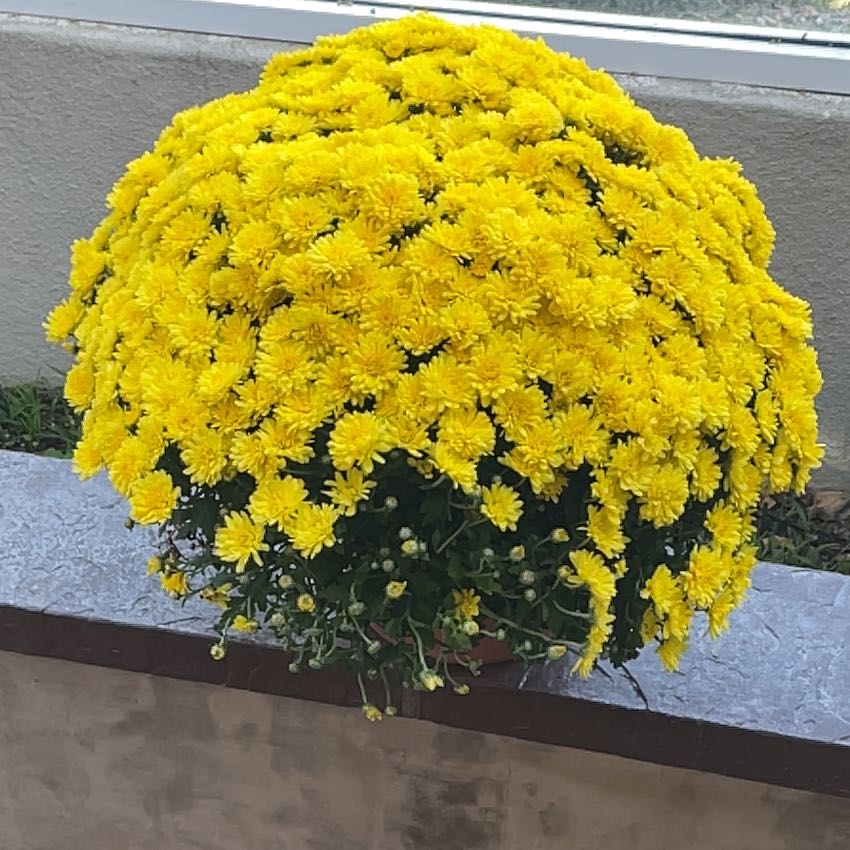 Photo of the plant species Garden Mum by @AdeptPinkazalea named Delilah on Greg, the plant care app