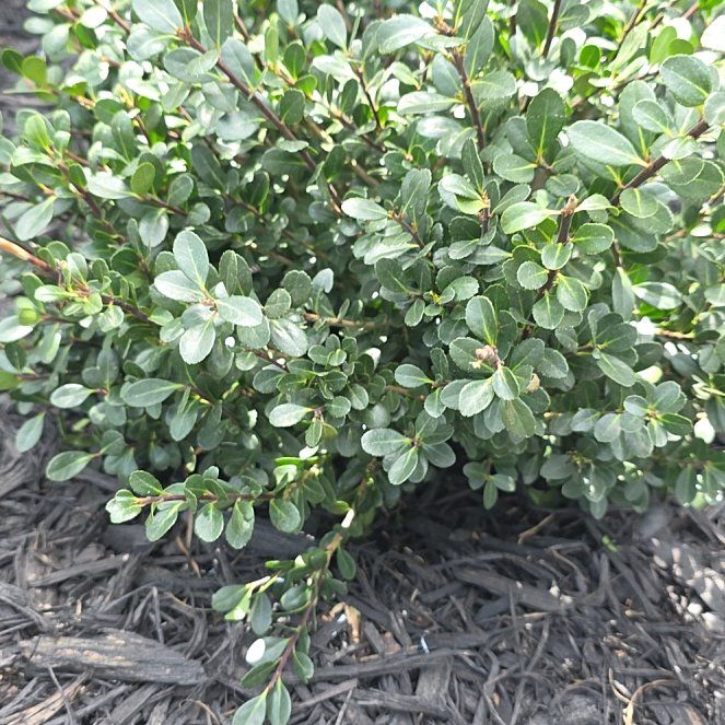 Photo of the plant species Box-Leaved Holly by @Autumnander19 named Mystique on Greg, the plant care app