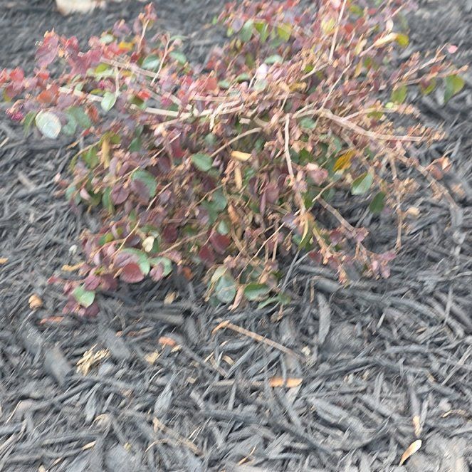 Photo of the plant species Jazz Hands Loropetalum by @Autumnander19 named Jazzmine on Greg, the plant care app