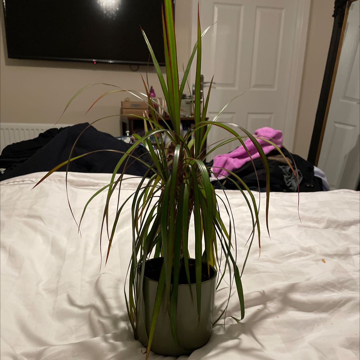Potted Magenta Dragon Tree with long, narrow leaves indoors on a bed.