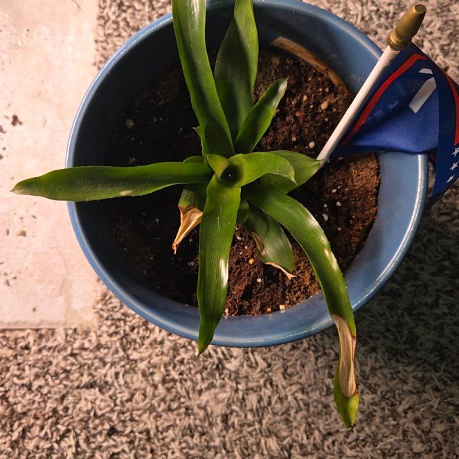 Photo of the plant species neoregelia tangerine by @plantnewbie27 named LiloStitch on Greg, the plant care app