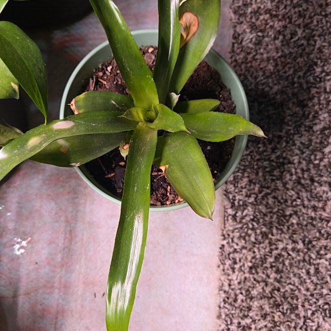 Photo of the plant species neoregelia tangerine by @plantnewbie27 named Coco on Greg, the plant care app