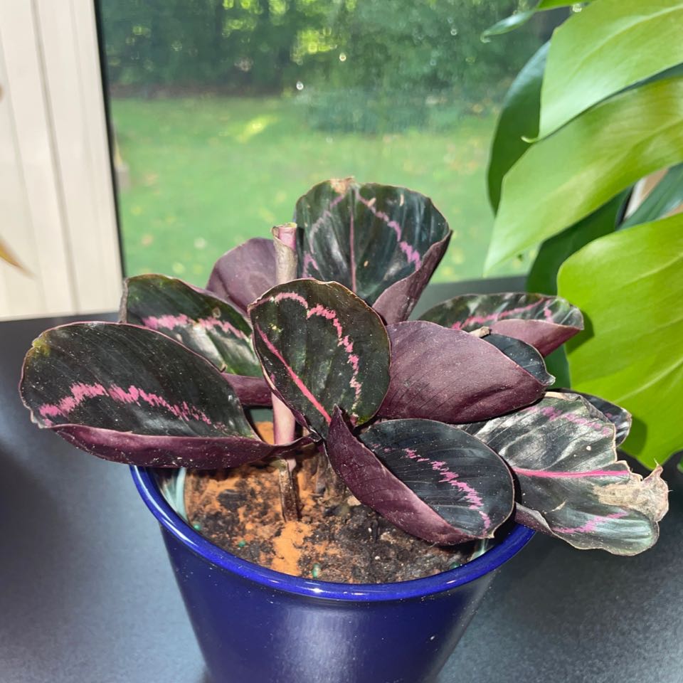 A healthy Calathea roseopicta plant with large pink and green leaves in a plastic pot on a windowsill.
