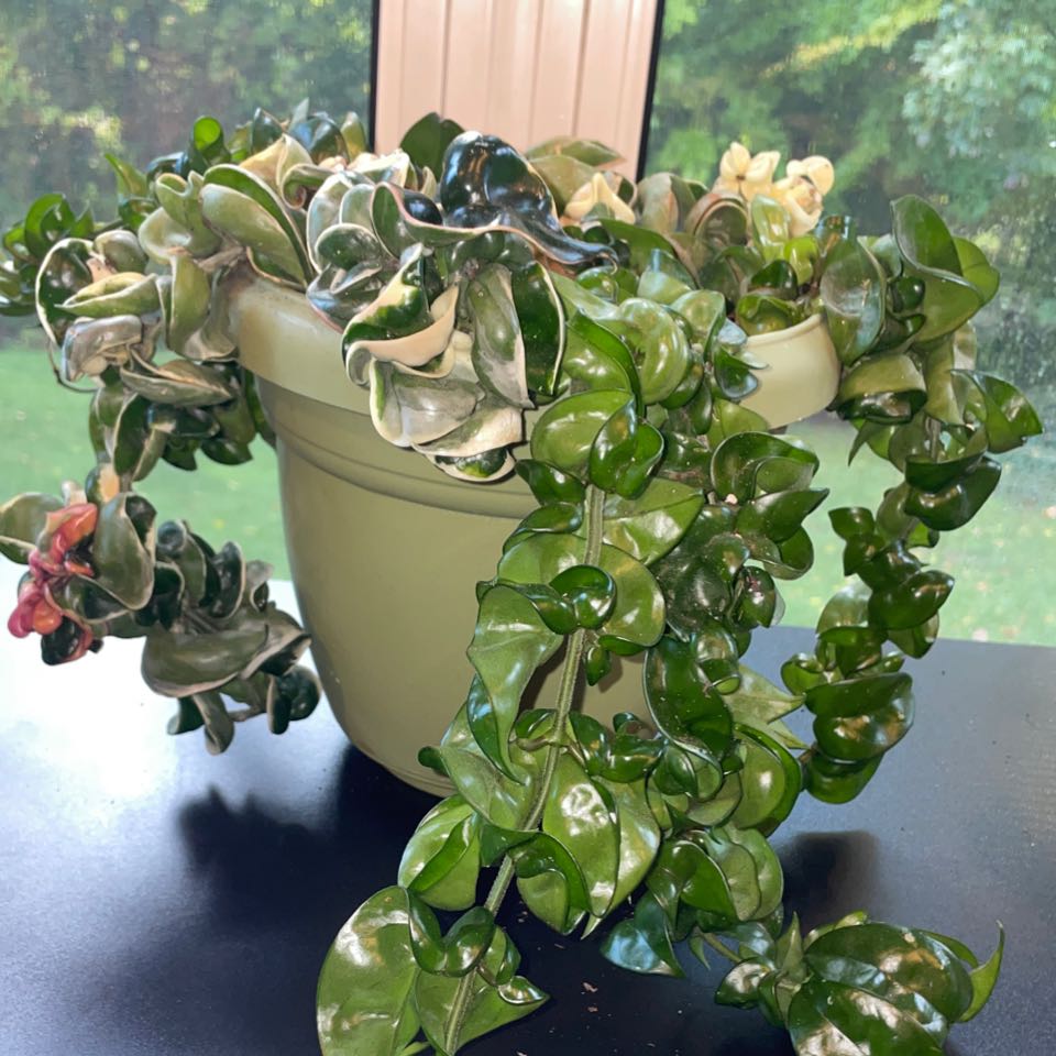 Healthy, full Hoya plant in a hanging basket with long trailing vines and glossy green leaves.