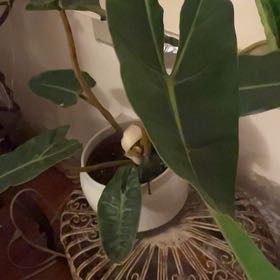 Photo of the plant species Billietiae by @elliemariadelc named Bieber on Greg, the plant care app