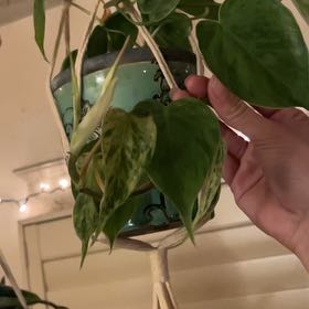 Photo of the plant species Variegated Heart-Leaf Philodendron by @elliemariadelc named Baesil on Greg, the plant care app