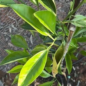 Plant care for Amur Cork Tree on Greg, the plant care app