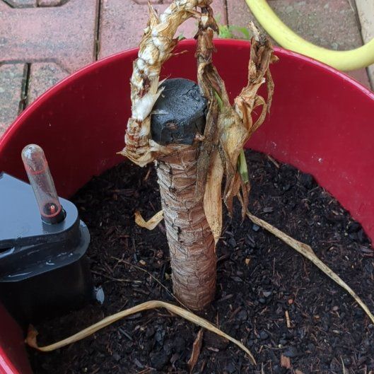 Photo of the plant species Yucca 'Solaris' by @TryAporostylis named Baesil on Greg, the plant care app