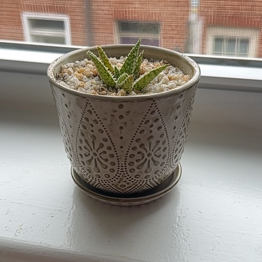 Photo of the plant species Aloe 'Bright Star' by @ProudlyTobacco named Terra on Greg, the plant care app