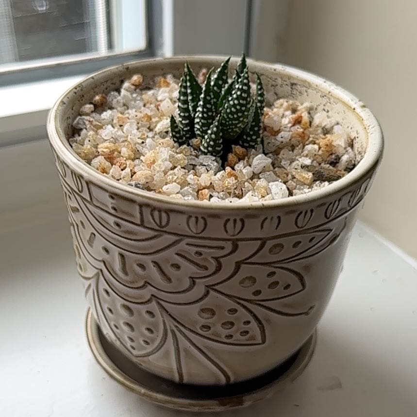 Photo of the plant species Haworthia 'Big Band' by @ProudlyTobacco named Orwell on Greg, the plant care app