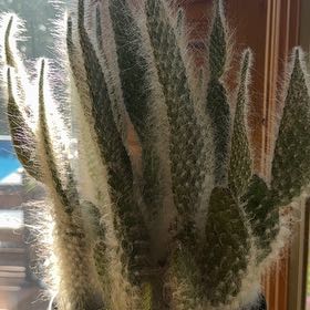 Photo of the plant species Opuntia 'Snow Cactus' by @HeadRanunculus named Darwin on Greg, the plant care app