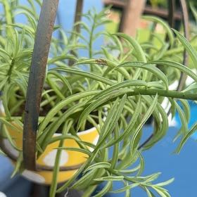 Photo of the plant species Happy Bean Peperomia by @HeadRanunculus named Walt on Greg, the plant care app