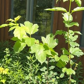 Photo of the plant species American Cranberrybush Viburnum by @HeadRanunculus named Khaleesi on Greg, the plant care app