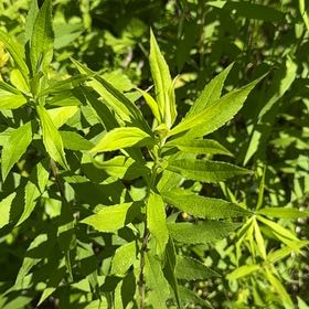 Photo of the plant species Rough Canada Goldenrod by @HeadRanunculus named Surya on Greg, the plant care app