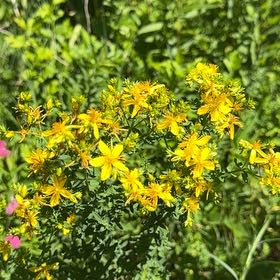 Photo of the plant species Common St. John's Wort by @HeadRanunculus named Gates on Greg, the plant care app