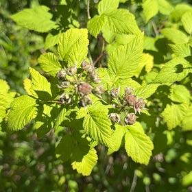 Photo of the plant species Black Raspberry by @HeadRanunculus named Rihanna on Greg, the plant care app