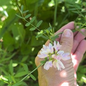Photo of the plant species Securigera Varia by @HeadRanunculus named Lola on Greg, the plant care app
