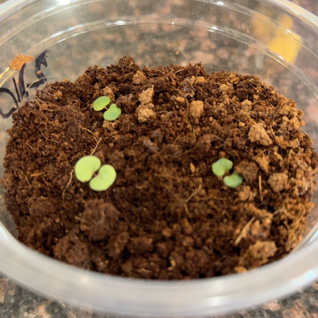 Photo of the plant species Eucalyptus Lemon Bush by @DearWaffleplant named Zephyr on Greg, the plant care app