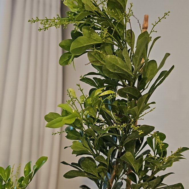 Plant care for Neem on Greg, the plant care app