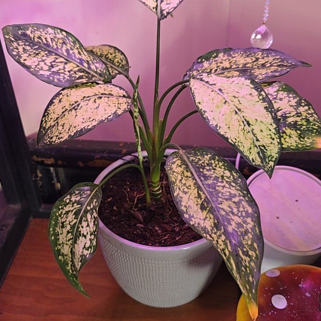 Photo of the plant species Aglaonema 'Osaka' by @RadiantFlax named Gomez on Greg, the plant care app