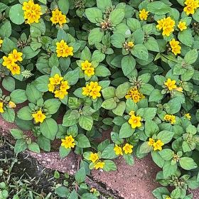 Photo of the plant species Straggler Daisy by @TryPeacockplant named Figyonce on Greg, the plant care app