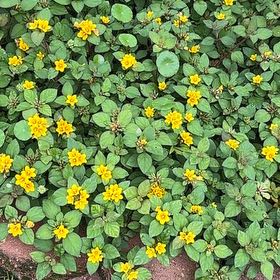 Photo of the plant species Golden-Knee by @TryPeacockplant named Miley on Greg, the plant care app