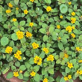 Photo of the plant species Golden-Knee by @TryPeacockplant named Baesil on Greg, the plant care app