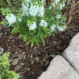 Photo of the plant species Peppermint Twist by @TryPeacockplant named Daphne on Greg, the plant care app
