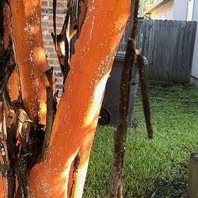 Photo of the plant species Cupressus arizonica by @TryPeacockplant named Navajo on Greg, the plant care app